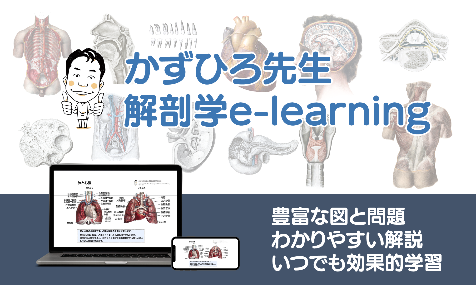 かずひろ先生 解剖学 e-learning – 解剖学と温熱療法