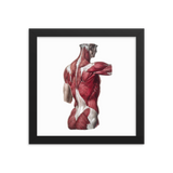Jean-Baptiste Marc Bourgery - Back muscles フレーム付きポスター