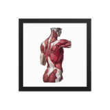 Jean-Baptiste Marc Bourgery - Back muscles フレーム付きポスター