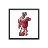 Jean-Baptiste Marc Bourgery - Back muscles フレーム付きポスター
