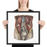 Jean-Baptiste Marc Bourgery, urinary system フレーム付きポスター