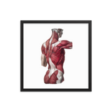 Jean-Baptiste Marc Bourgery - Back muscles フレーム付きポスター