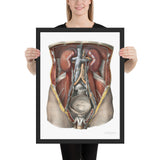 Jean-Baptiste Marc Bourgery, urinary system フレーム付きポスター