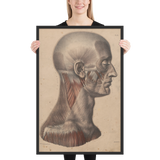 Jean-Baptiste Marc Bourgery - Head and neck muscles フレーム付きポスター