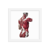 Jean-Baptiste Marc Bourgery - Back muscles フレーム付きポスター