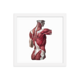 Jean-Baptiste Marc Bourgery - Back muscles フレーム付きポスター