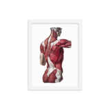 Jean-Baptiste Marc Bourgery - Back muscles フレーム付きポスター