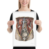 Jean-Baptiste Marc Bourgery, urinary system フレーム付きポスター