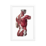 Jean-Baptiste Marc Bourgery - Back muscles フレーム付きポスター