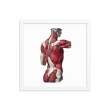 Jean-Baptiste Marc Bourgery - Back muscles フレーム付きポスター