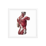 Jean-Baptiste Marc Bourgery - Back muscles フレーム付きポスター
