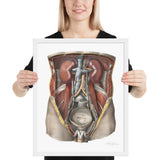 Jean-Baptiste Marc Bourgery, urinary system フレーム付きポスター