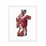 Jean-Baptiste Marc Bourgery - Back muscles フレーム付きポスター