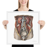 Jean-Baptiste Marc Bourgery, urinary system フレーム付きポスター