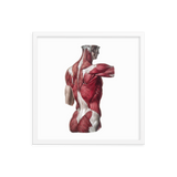 Jean-Baptiste Marc Bourgery - Back muscles フレーム付きポスター